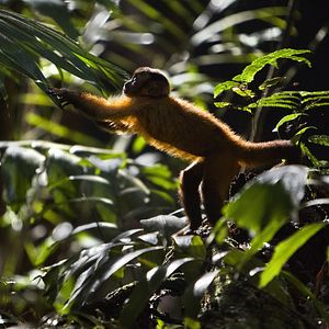 Bilder Amazonia - Abenteuer im Regenwald