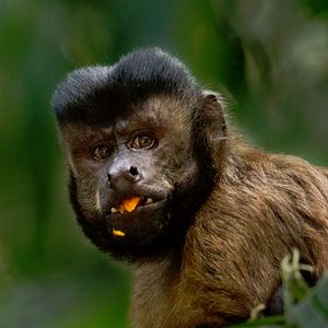 Bilder Amazonia - Abenteuer im Regenwald
