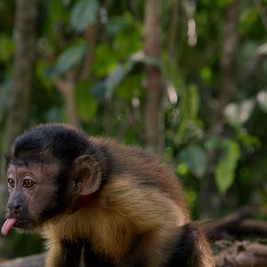 Bilder Amazonia - Abenteuer im Regenwald