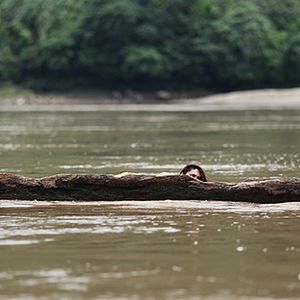 Bilder The Green Inferno