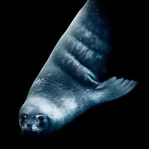 Bilder The Last Ocean