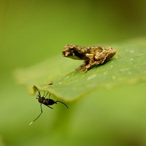 Bilder Das Geheimnis der Bäume