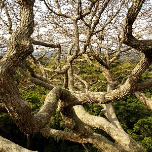 Bilder Das Geheimnis der Bäume