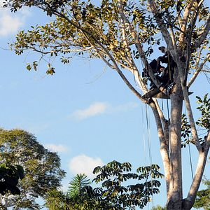 Bilder Das Geheimnis der Bäume
