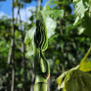 Bilder Das Geheimnis der Bäume