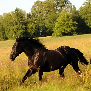Bilder Midnight Stallion - Der König der Pferde