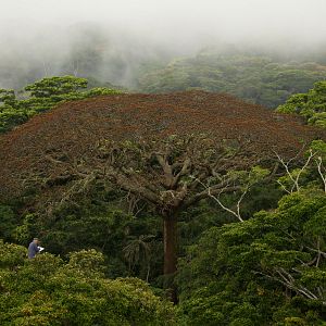 Bilder Das Geheimnis der Bäume