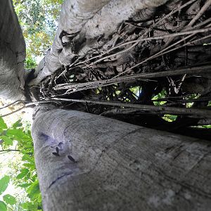 Bilder Das Geheimnis der Bäume