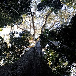 Bilder Das Geheimnis der Bäume