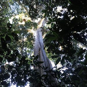 Bilder Das Geheimnis der Bäume