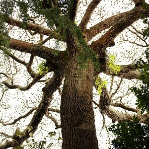 Bilder Das Geheimnis der Bäume