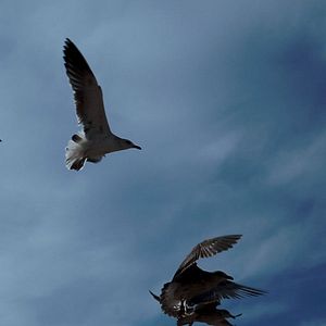 Bilder C'est eux les chiens...