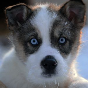 Bilder Die Familie mit den Schlittenhunden