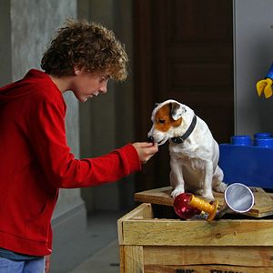 Bilder Millionaire Dog