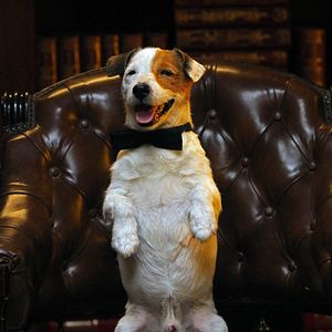 Bilder Millionaire Dog