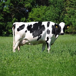 Bilder Die schöne Krista