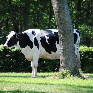 Bilder Die schöne Krista