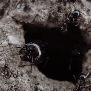 Bilder Los increíbles