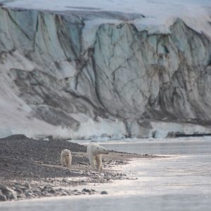 Bilder Eisbären