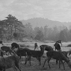 Bilder Der Mond ist aufgegangen