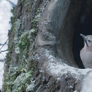 Bilder Die Eiche – Mein Zuhause