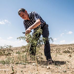 Bilder Der Waldmacher