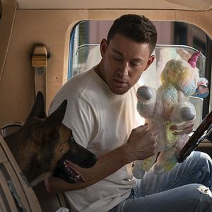 Bilder Dog - Das Glück hat vier Pfoten