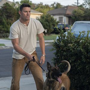 Bilder Dog - Das Glück hat vier Pfoten