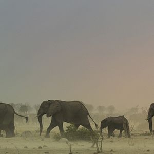 Bilder Überleben im Paradies: Eine Familiengeschichte