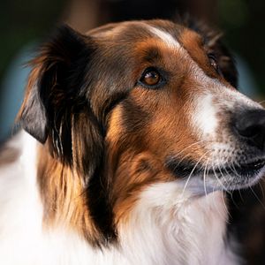 Bilder Rettungshund Ruby