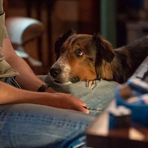 Bilder Rettungshund Ruby