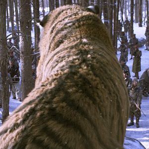 Bilder The Tiger - Legende einer Jagd