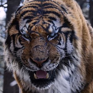 Bilder The Tiger - Legende einer Jagd