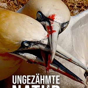 Bilder Ungezähmte Natur - Tiere unter sich