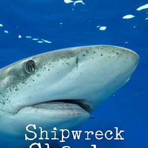 Bilder Shipwreck Sharks - Überlebenskünstler der Hochsee