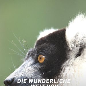 Bilder Die wunderliche Welt von Madagaskar