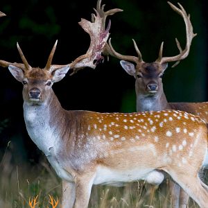 Bilder Hirsche - Eine schrecklich nette Familie