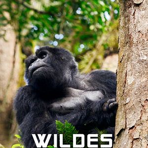 Bilder Wildes Uganda