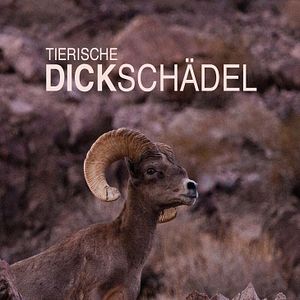 Bilder Tierische Dickschädel