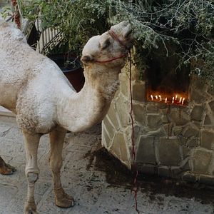 Bilder Nicht ganz koscher: Eine göttliche Komödie