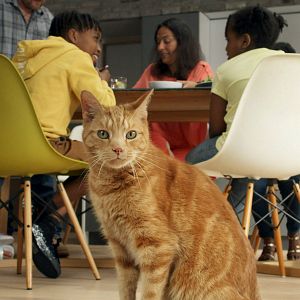 Bilder Die verborgenen Fähigkeiten unserer Haustiere