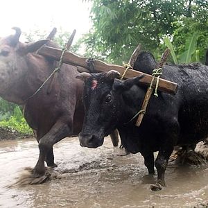 Bilder Namaste Himalaya - Wie ein Dorf in Nepal uns die Welt öffnete