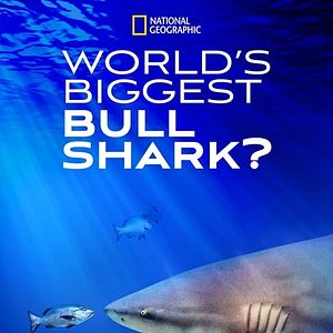 Bilder Der größte Bullenhai der Welt?