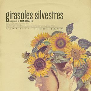 Bilder Girasoles silvestres