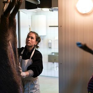 Bilder Schweigend steht der Wald