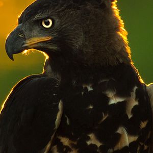 Bilder Epic Adventures with Bertie Gregory