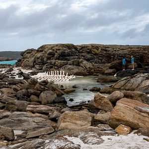 Bilder Blueback - Eine tiefe Freundschaft