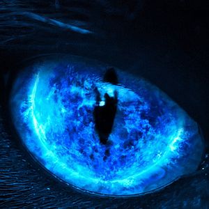 Bilder Eli Roth Presents: My Possessed Pet