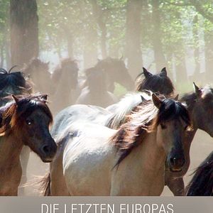 Bilder Die letzten Europas - Wildpferde im Münsterland