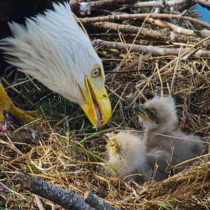 Bilder Die Insel der Küstenwölfe